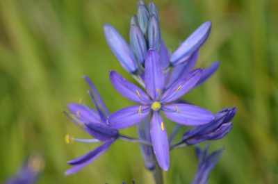 Camassia quamash, photographed by Liam Steele