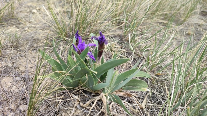 Iris glaucescens, photographed by Svyatoslav Knyazev