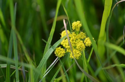 Lomatium utriculatum, photographed by Liam Steele
