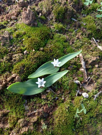 Lachenalia ensifolia, photographed by Christiaan Viljoen