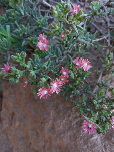 Delosperma testaceum, photographed by Christiaan Viljoen