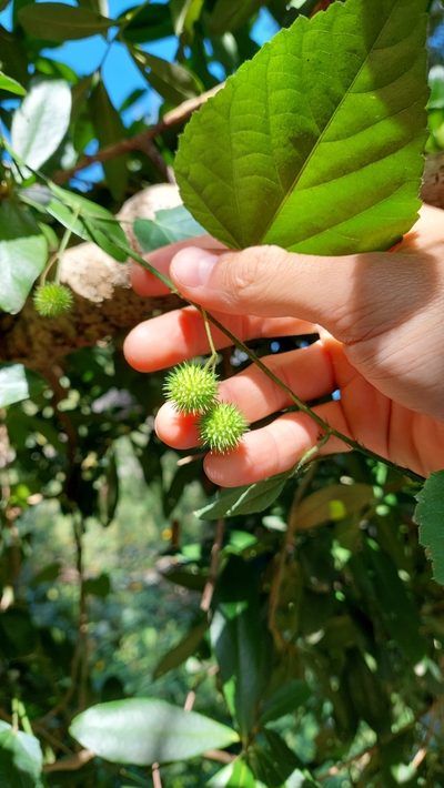 Ayenia urticifolia, photographed by Tomás Tamagno