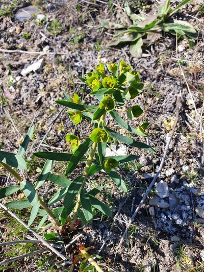Euphorbia caesia, photographed by Анна Митрошенкова