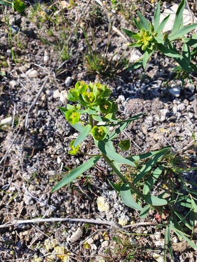 Euphorbia caesia, photographed by Анна Митрошенкова