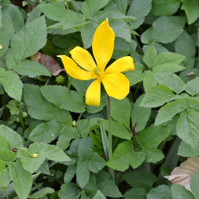Tulipa sylvestris, photographed by Petr Harant