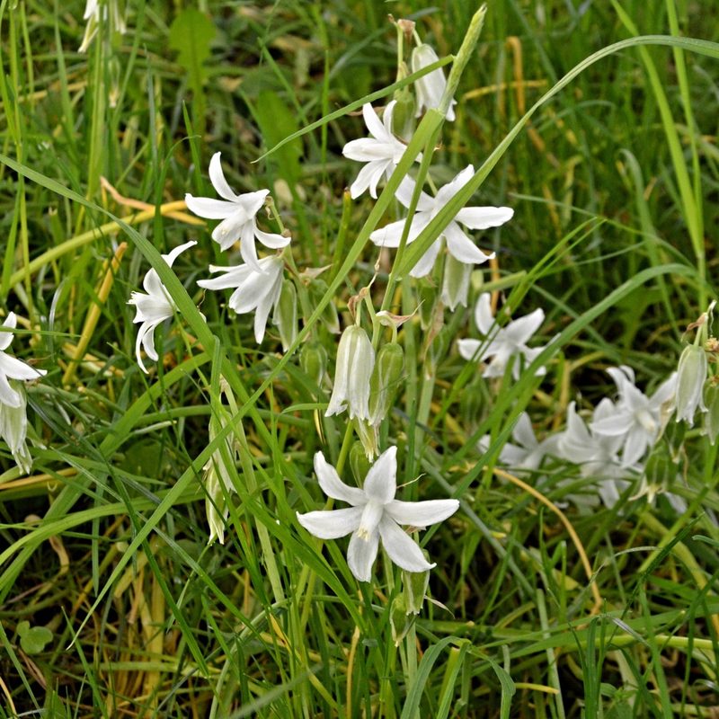 Honorius nutans, photographed by Petr Harant