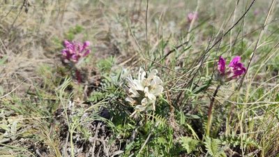 Pedicularis dasystachys, photographed by Svyatoslav Knyazev