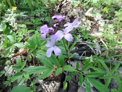 Cardamine quinquefolia, photographed by Силаева Татьяна Борисовна