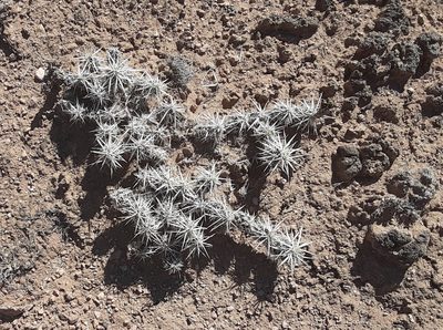 Grusonia clavata, photographed by bmasinton