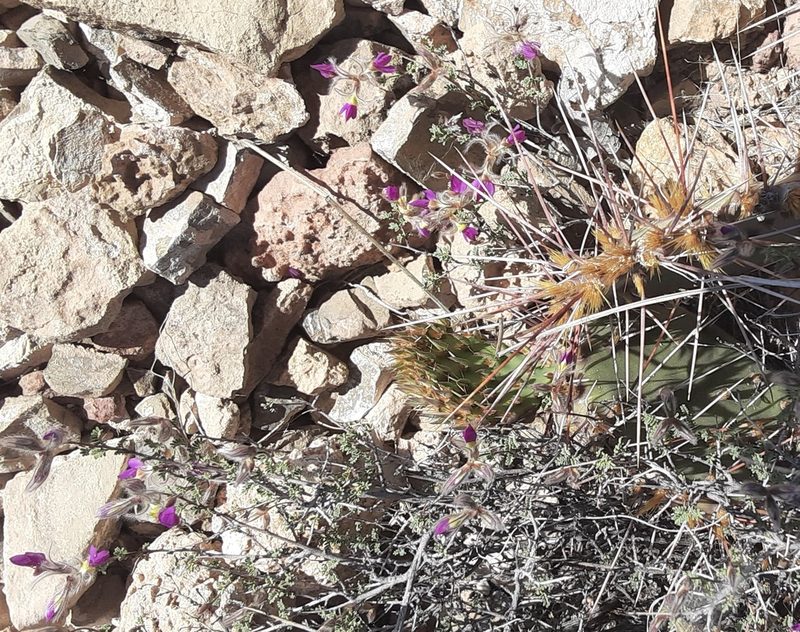 Dalea formosa, photographed by bmasinton