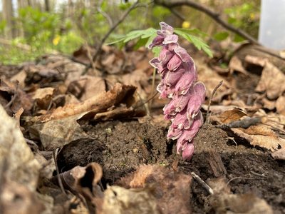 Lathraea squamaria, photographed by Ксения Кузьмичева