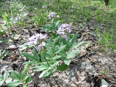 Cardamine quinquefolia, photographed by Силаева Татьяна Борисовна