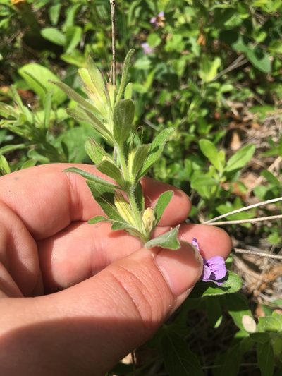 Dyschoriste oblongifolia, photographed by Charlie