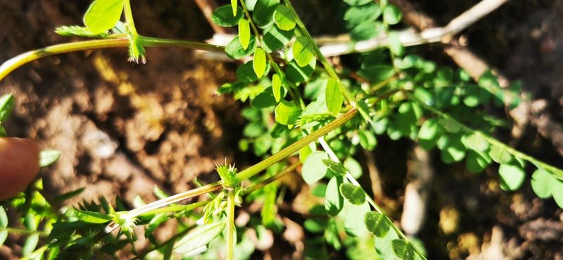 Vicia sylvatica, photographed by Sigitas Juzėnas