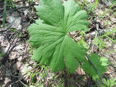 Aconitum septentrionale, photographed by Силаева Татьяна Борисовна