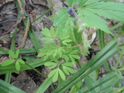 Corydalis solida, photographed by Силаева Татьяна Борисовна