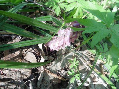 Lathraea squamaria, photographed by Силаева Татьяна Борисовна