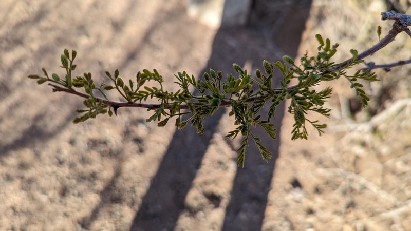 Senegalia greggii, photographed by Zoe O.