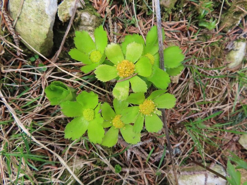 Sanicula epipactis, photographed by Robin Fokker