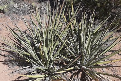Yucca baccata, photographed by bmasinton