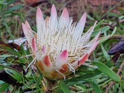 Protea repens, photographed by Lizl Lubbe