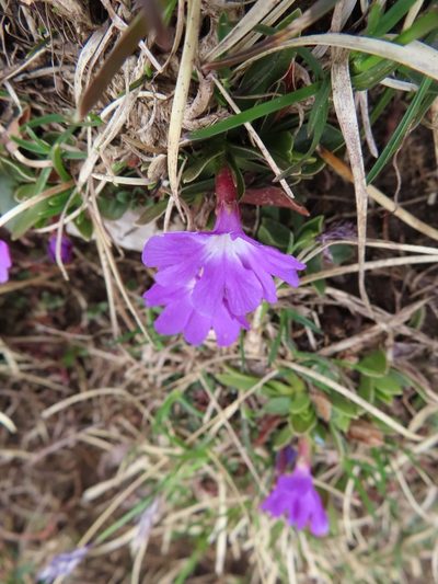 Primula wulfeniana, photographed by Robin Fokker