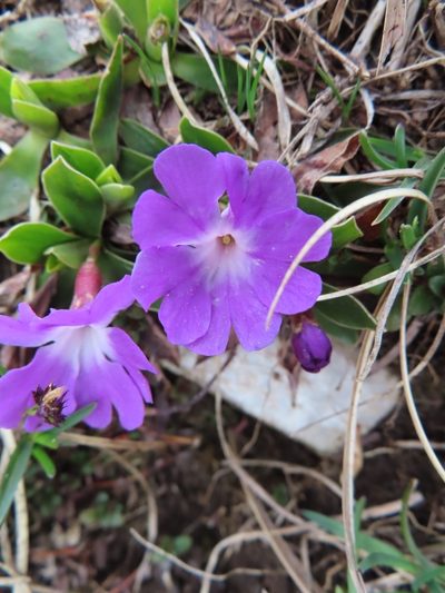 Primula wulfeniana, photographed by Robin Fokker