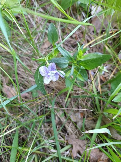 Viola pumila, photographed by alcesevropsky