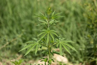 Cannabis sativa, photographed by Вячеслав Юсупов