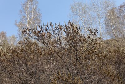 Hippophae rhamnoides, photographed by Oleg Kosterin