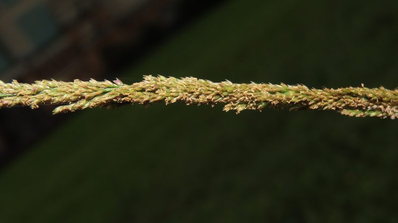 Sporobolus indicus, photographed by chiuluan
