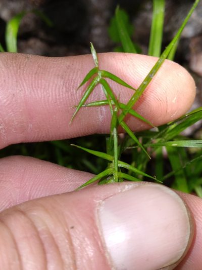 Carex collinsii, photographed by Scott Ward