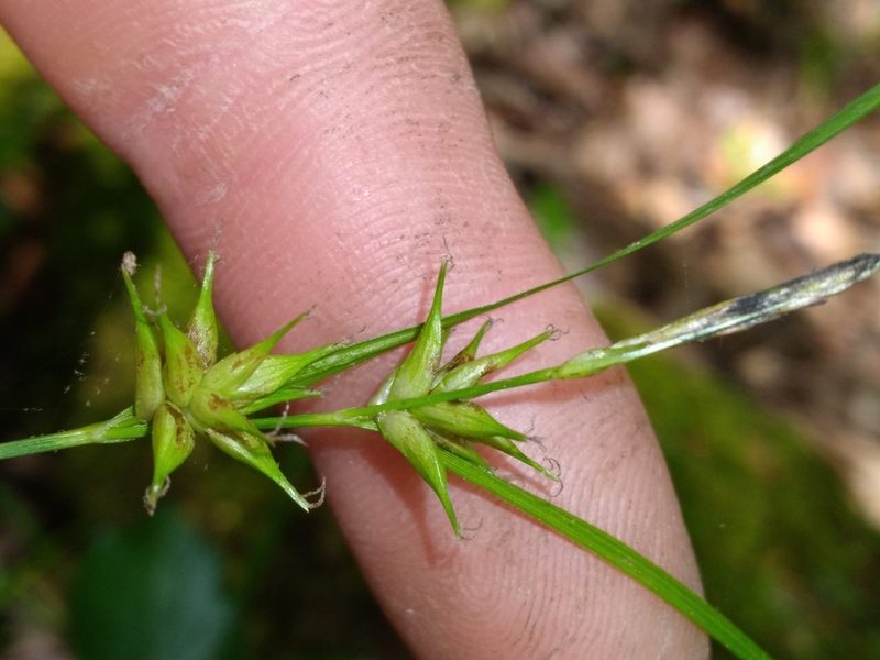 Carex elliottii, photographed by Scott Ward