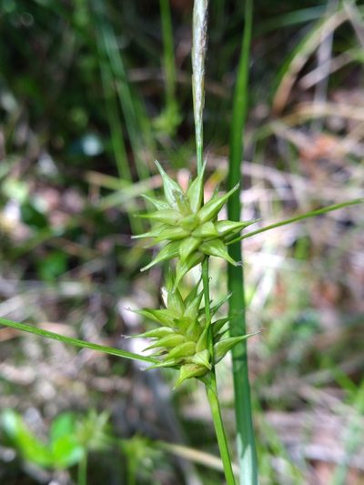 Carex elliottii, photographed by Scott Ward
