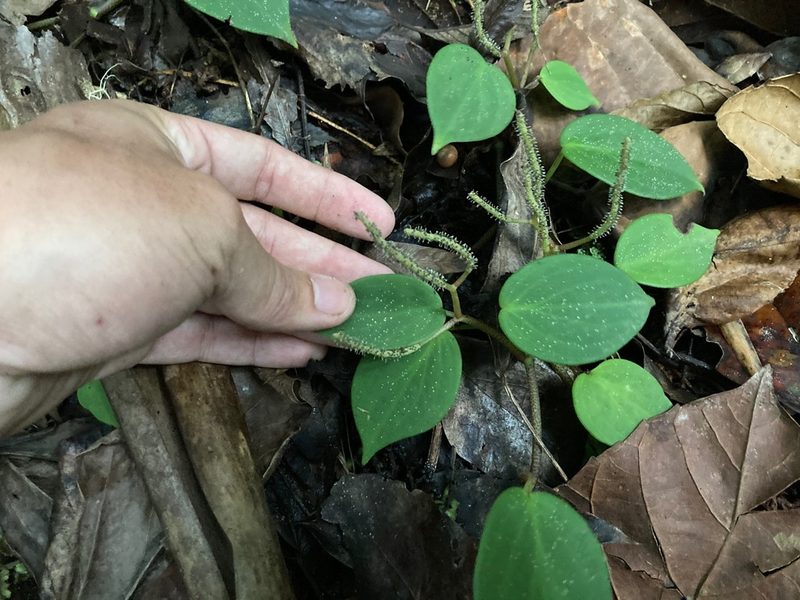 Peperomia distachyos, photographed by Marcos Rodriguez Bobadilla