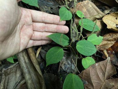 Peperomia distachyos, photographed by Marcos Rodriguez Bobadilla