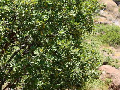 Quercus potosina, photographed by Diana Fuentes
