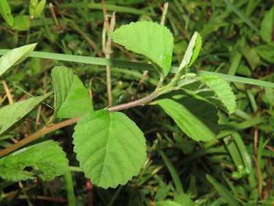 Sida rhombifolia, photographed by chiuluan