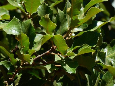 Quercus potosina, photographed by Diana Fuentes