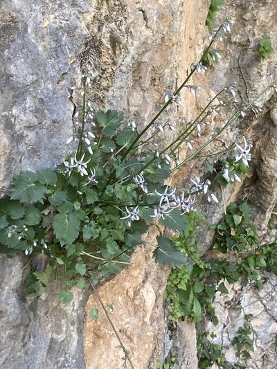 Petromarula pinnata, photographed by Andre Hosper
