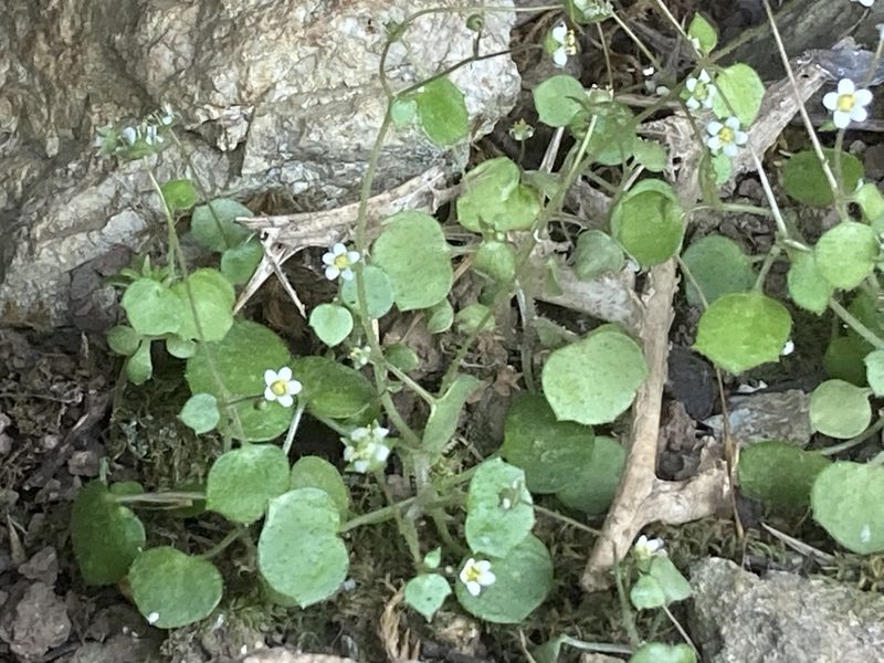 Saxifraga hederacea, photographed by Andre Hosper