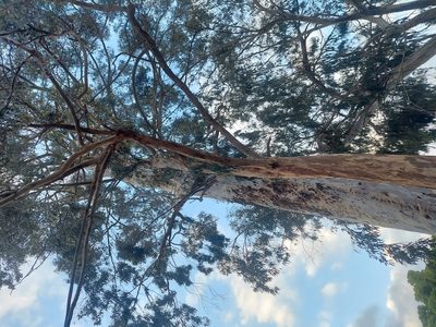 Corymbia citriodora, photographed by Ed Wallum