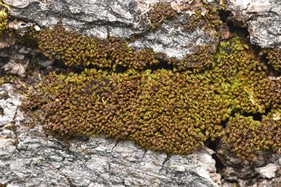 Zygodon rupestris, photographed by Braden J. Judson