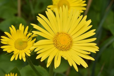 Doronicum pardalianches, photographed by Braden J. Judson