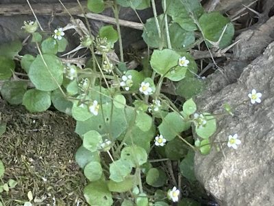 Saxifraga hederacea, photographed by Andre Hosper