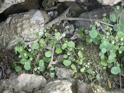 Saxifraga hederacea, photographed by Andre Hosper