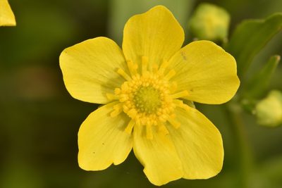 Ranunculus alismifolius, photographed by Braden J. Judson