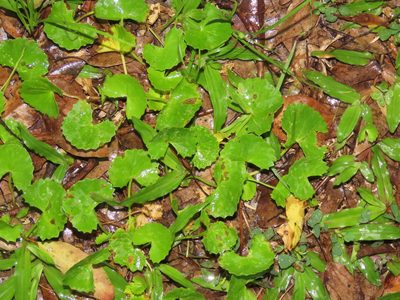 Centella asiatica, photographed by chiuluan