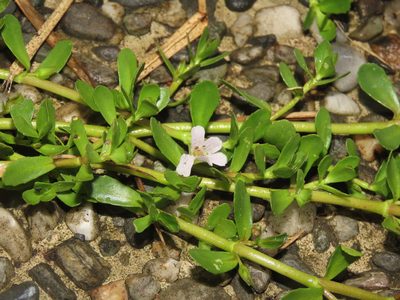 Bacopa monnieri, photographed by chiuluan