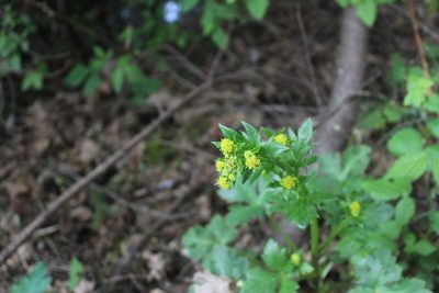 Sanicula crassicaulis, photographed by Michelle Norcéide